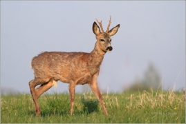<p>SRNEC OBECNÝ (Capreolus capreolus) Šluknovsko - Jiříkov (European roe deer / Europäisches Reh</p>
